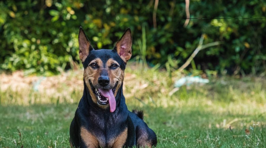 German Shepherd Doberman Mix