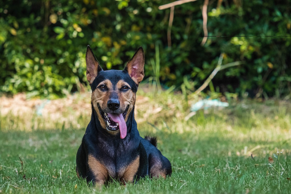 German Shepherd Doberman Mix