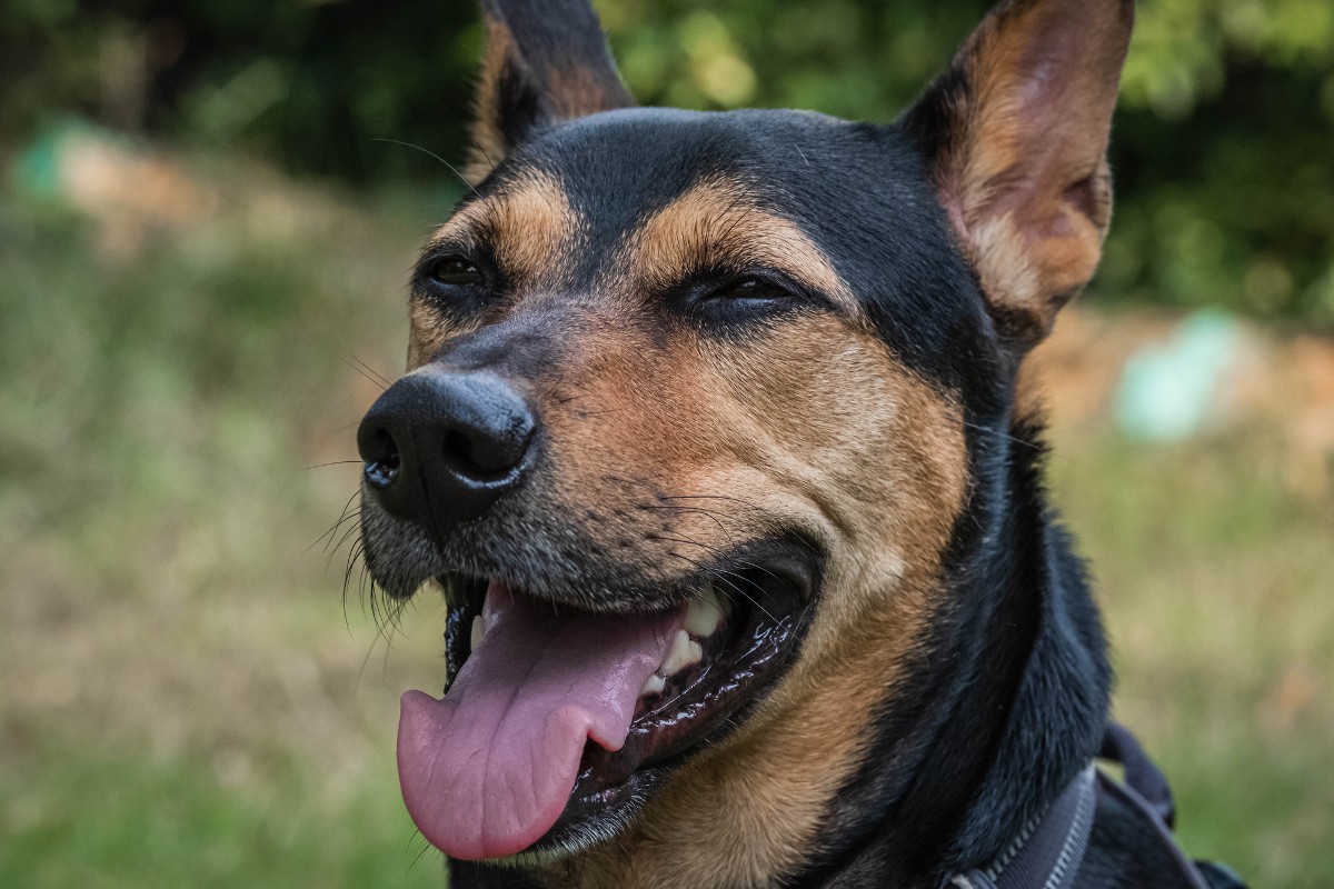 german shepherd doberman mix puppy