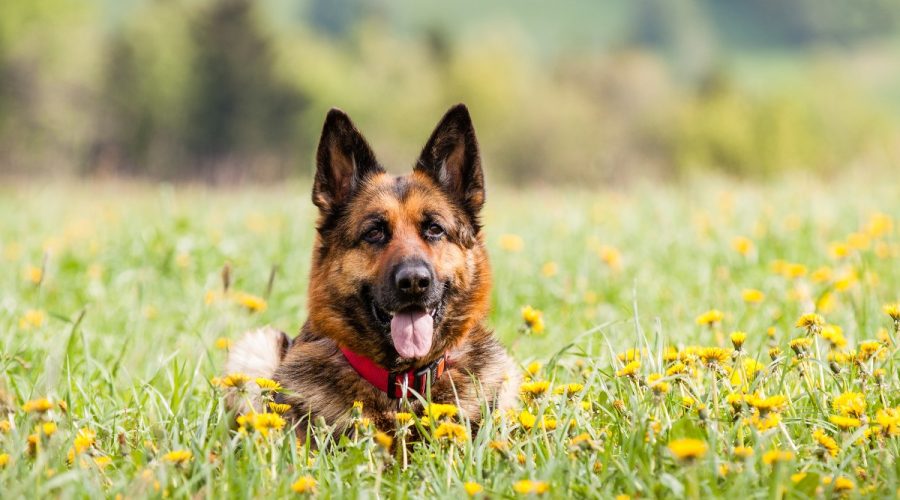 german shepherd in North Carolina