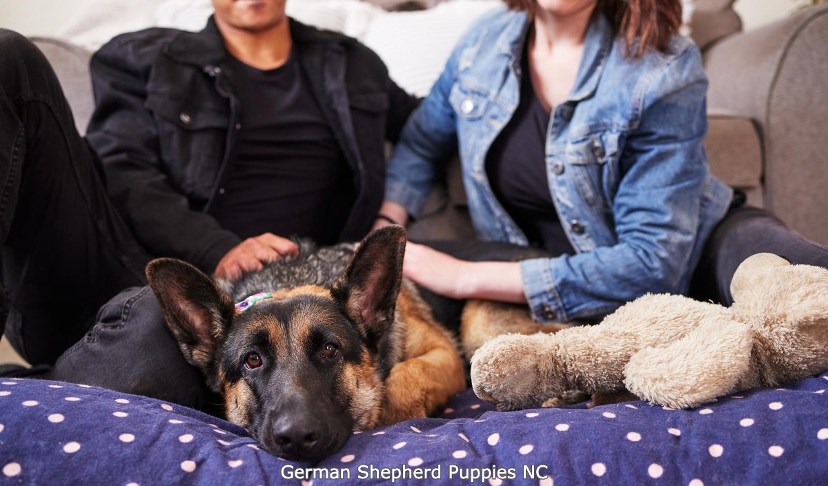 german shepherd on couch