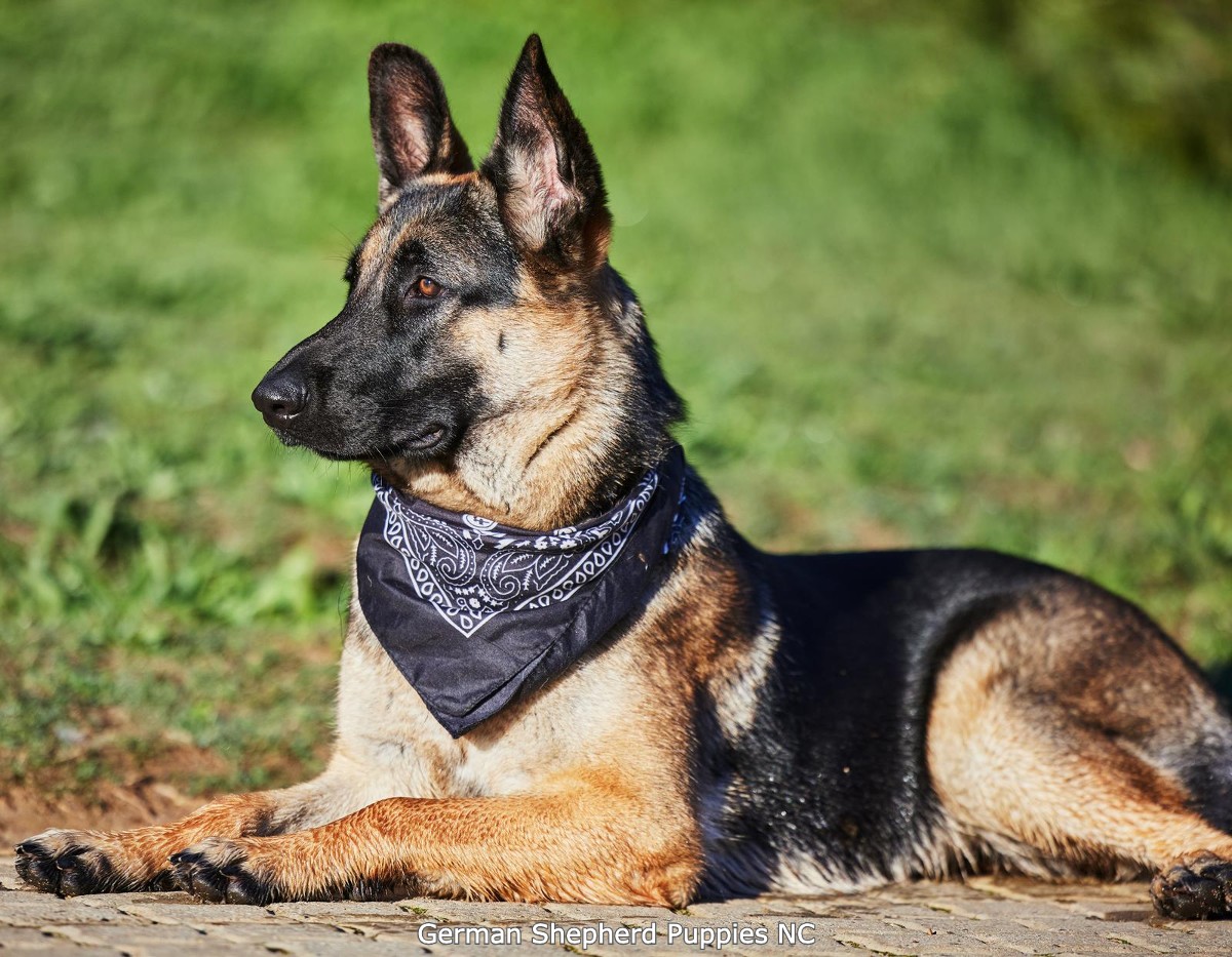 german shepherd temperament