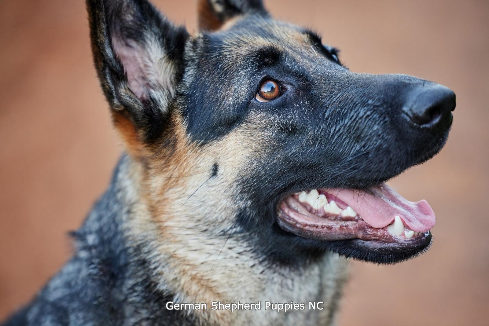 german shepherd temperment