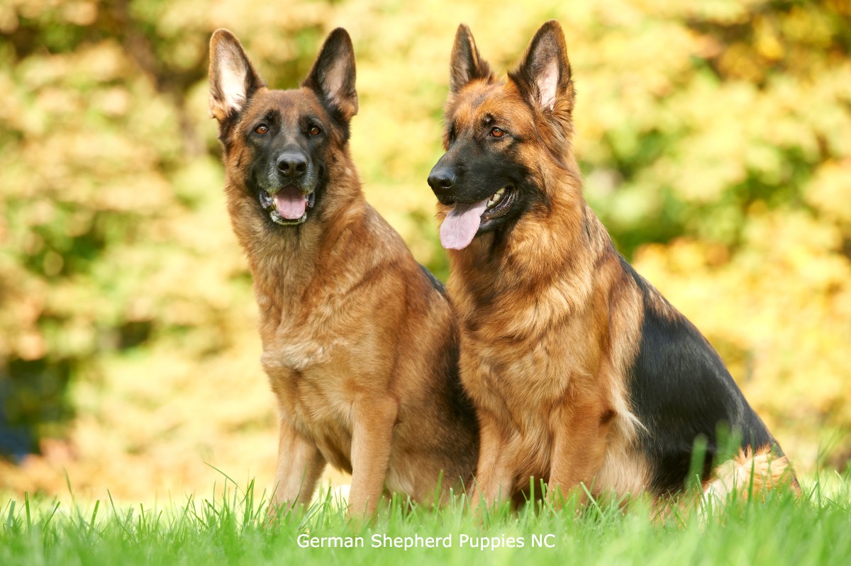german shepherds