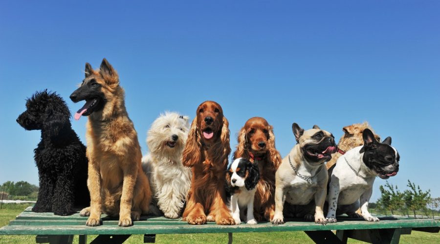 top 10 dog breeds