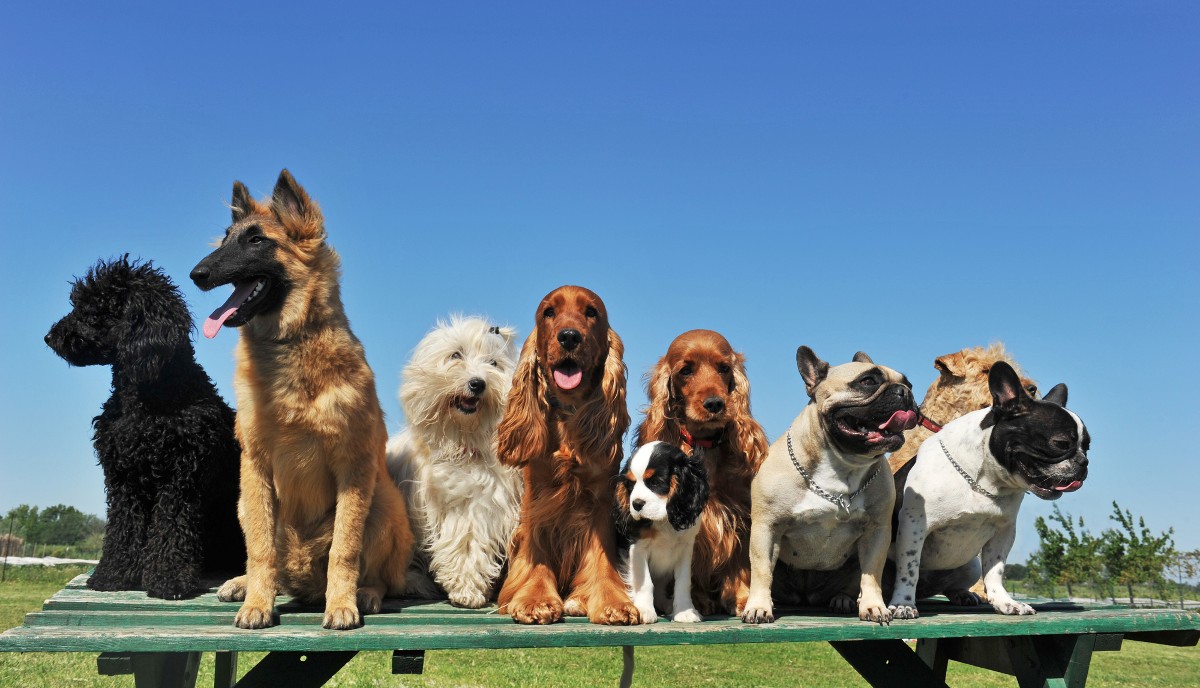 top 10 dog breeds