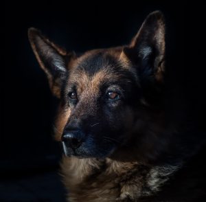 beautiful german shepherd