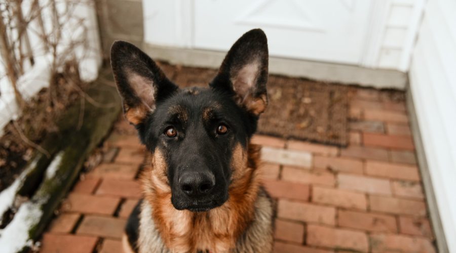 german shepherd staring