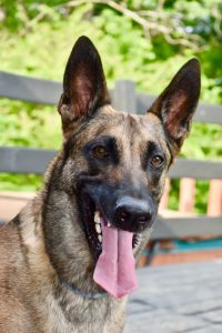 smart german shepherd