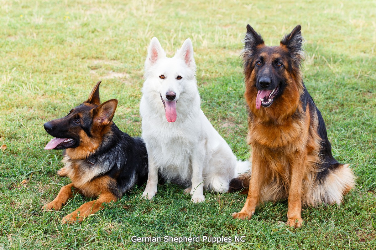 one of a kind white german shepherd dog