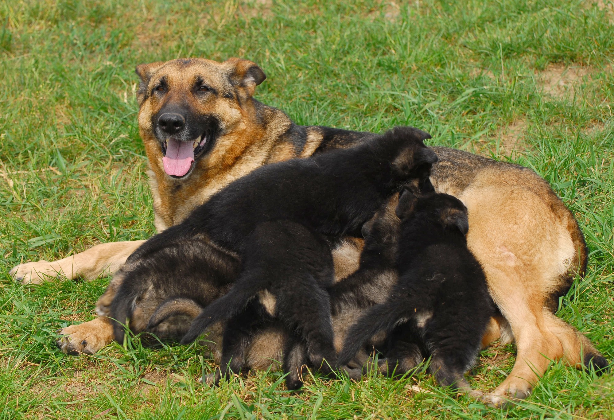 german shepherd mom and 1 month old puppies