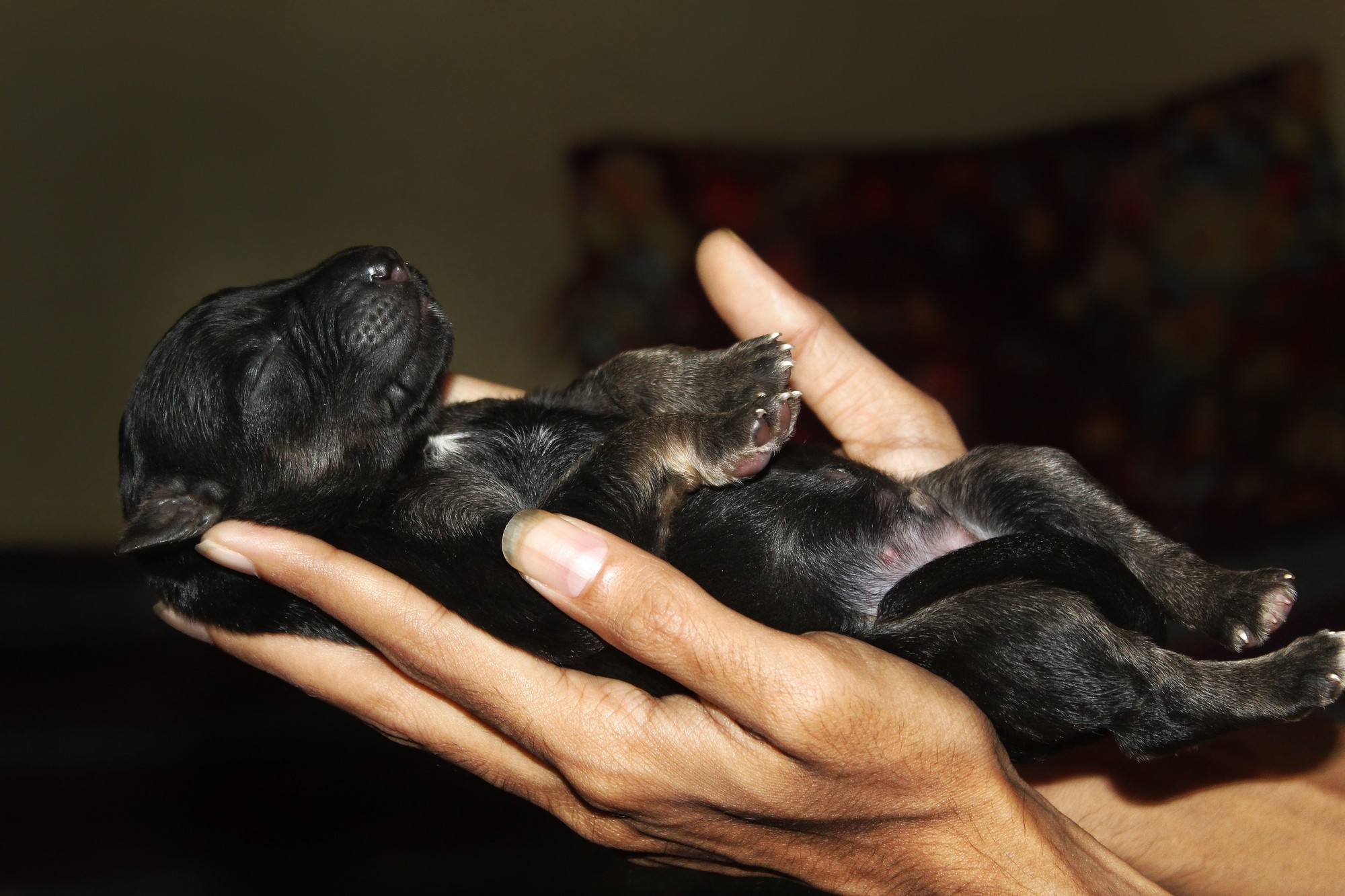 newborn german shepherd puppy