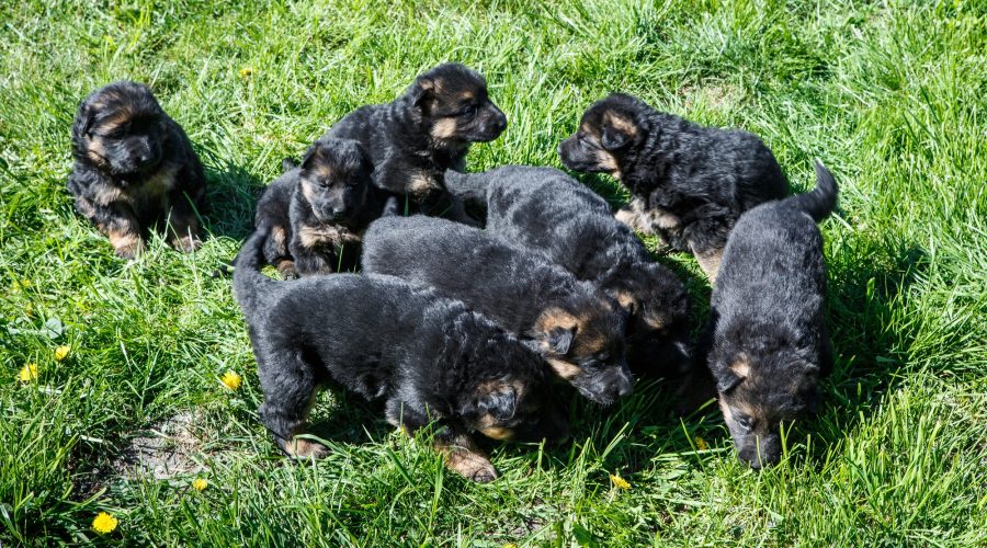 one month old german shepherd puppies