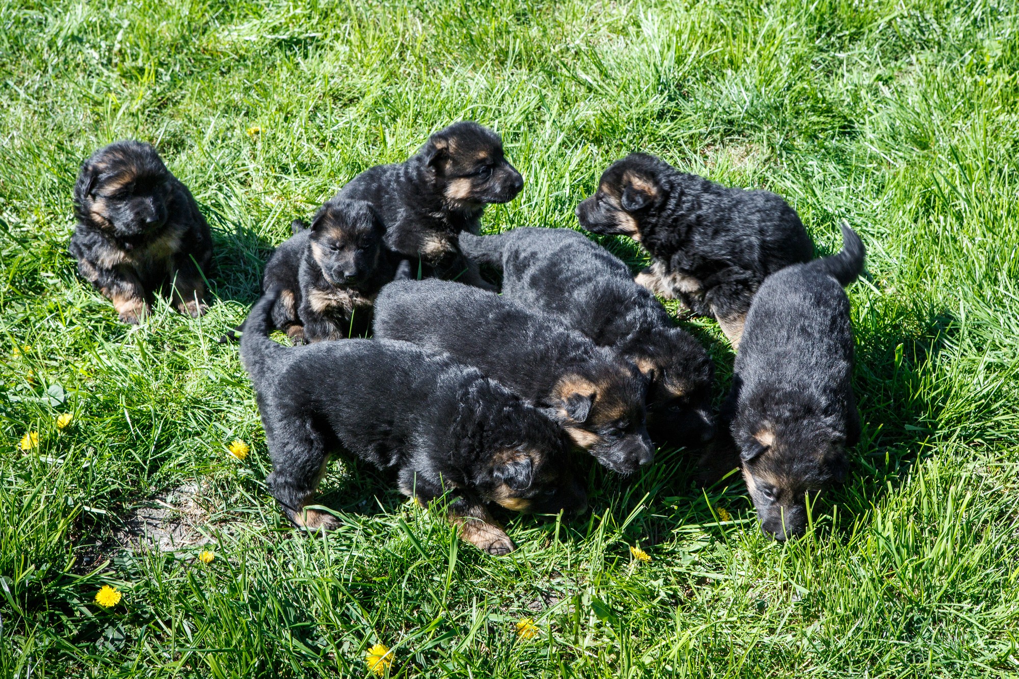 one month old german shepherd puppies