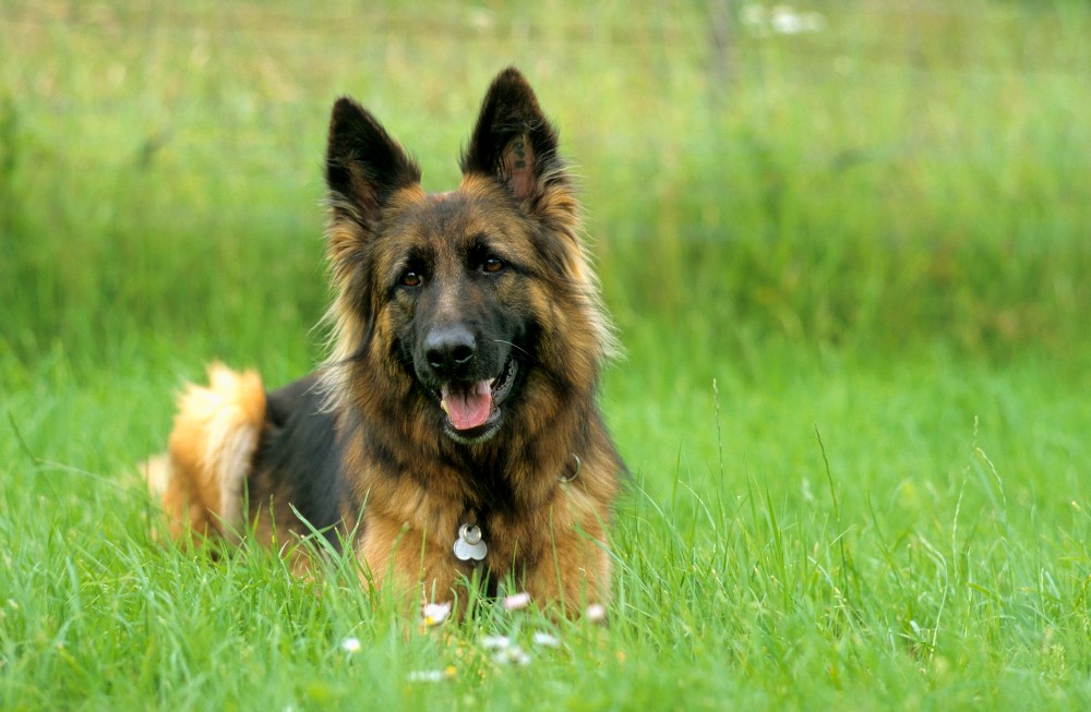 isabella german shepherd