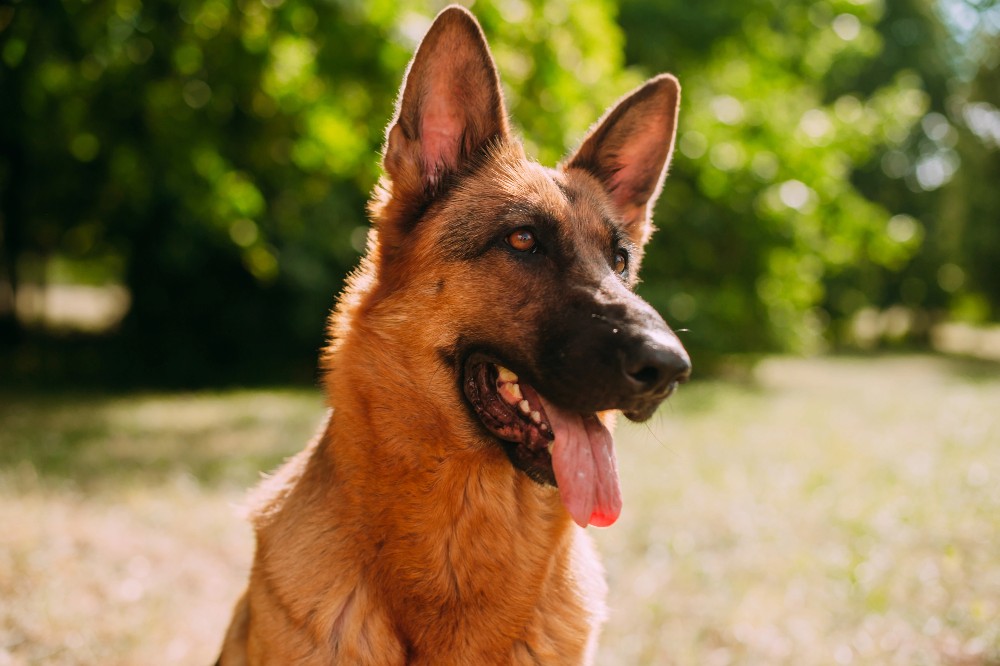 liver german shepherd