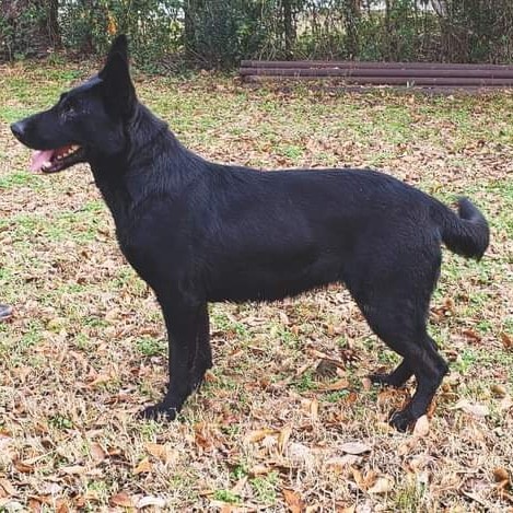 black german shepherd dog