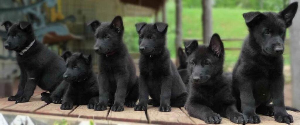 black german shepherd puppies