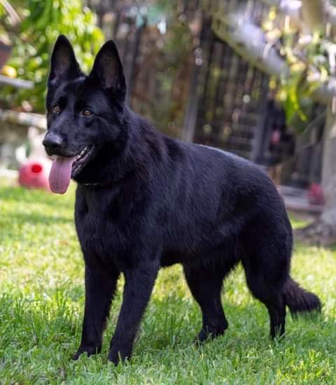 black german shepherd