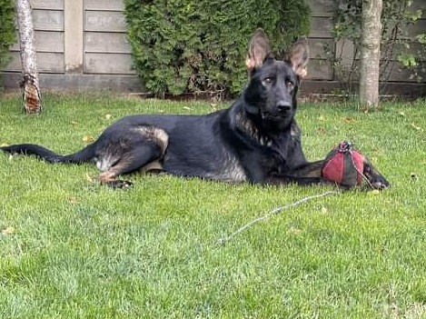 dam german shepherd