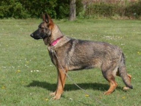 german shepherd dam