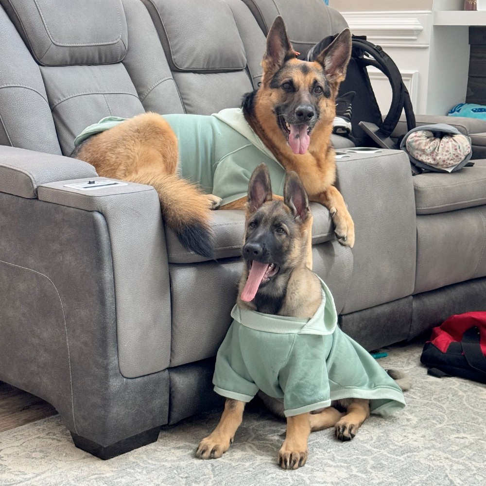 luke - the adorable german shepherd puppy