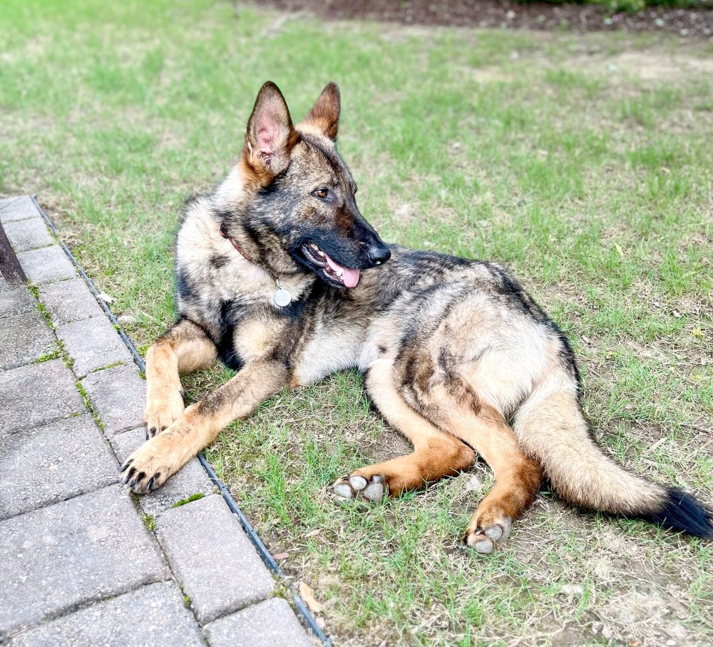 max - the adult german shepherd